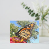 Monarch 38 ~ briefkaart (Staand voorkant)