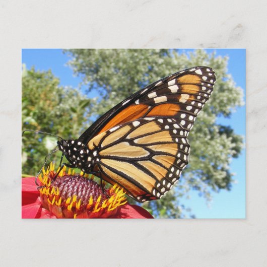 Monarch 38 ~ briefkaart (Voorkant)