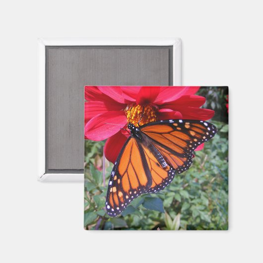 Monarch 4 ~ magneet (Voorkant / Achterkant)