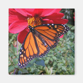 Monarch 4 ~ magneet (Voorkant)