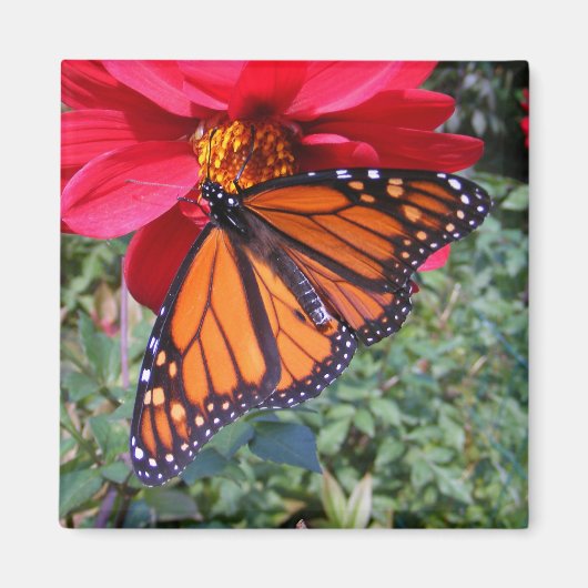 Monarch 4 ~ magneet (Voorkant)