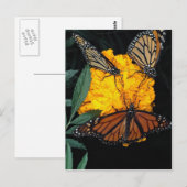 Monarch-botervliegen die briefkaart (Voorkant / Achterkant)