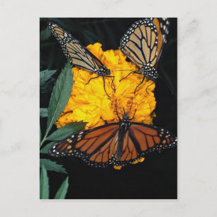 Monarch-botervliegen die briefkaart