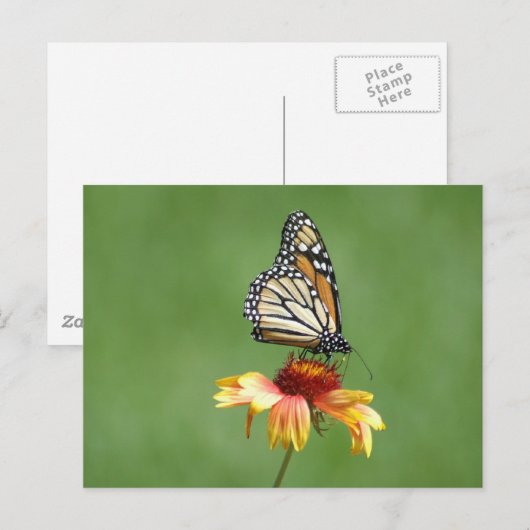 Monarch Briefkaart (Voorkant / Achterkant)