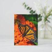 Monarch Briefkaart (Staand voorkant)