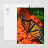 Monarch Briefkaart (Voorkant / Achterkant)