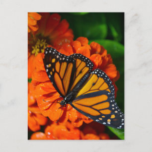 Monarch Briefkaart