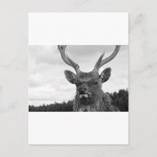 Monarch Briefkaart (Voorkant)