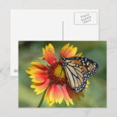 Monarch Briefkaart (Voorkant / Achterkant)