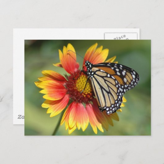 Monarch Briefkaart (Voorkant / Achterkant)