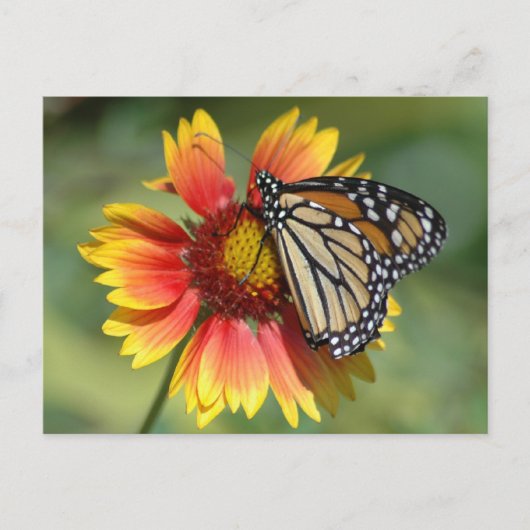 Monarch Briefkaart (Voorkant)