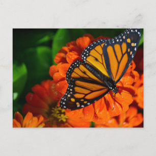 Monarch Briefkaart