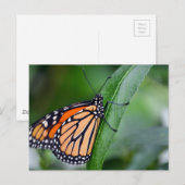 Monarch Briefkaart (Voorkant / Achterkant)