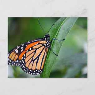 Monarch Briefkaart