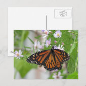 Monarch: Briefkaart van wilde zuren (Voorkant / Achterkant)