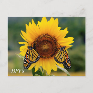 Monarch Butterfies on Sunflower Briefkaart