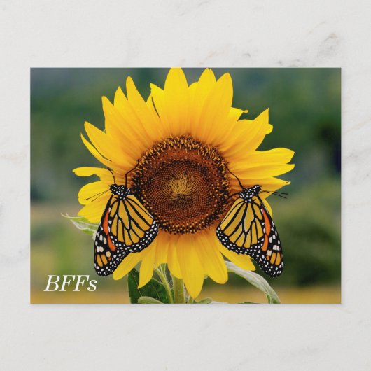 Monarch Butterfies on Sunflower Briefkaart (Voorkant)