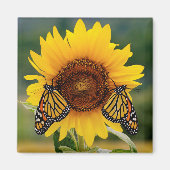 Monarch Butterfies on Sunflower Magneet (Voorkant)
