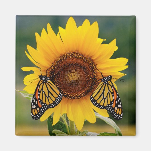 Monarch Butterfies on Sunflower Magneet (Voorkant)