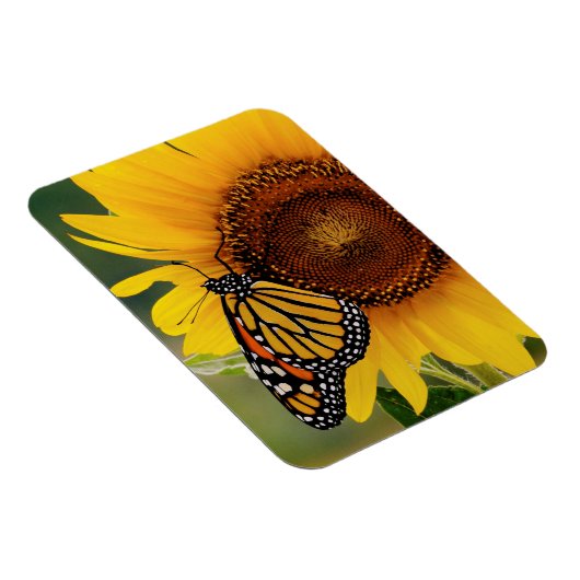 Monarch Butterfies on Sunflower Magneet (Rechterzijde)