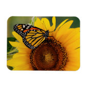 Monarch Butterfies on Sunflower Magneet (Horizontaal)