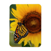 Monarch Butterfies on Sunflower Magneet (Verticaal)