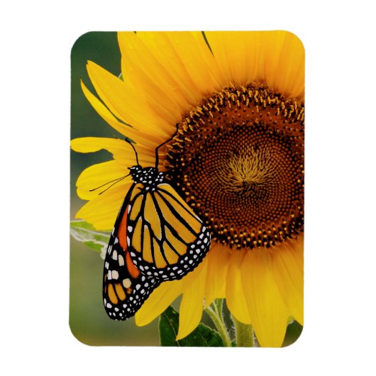 Monarch Butterfies on Sunflower Magneet (Verticaal)