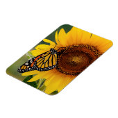 Monarch Butterfies on Sunflower Magneet (Linkerzijde)