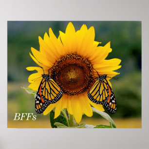 Monarch Butterfies on Sunflower Poster