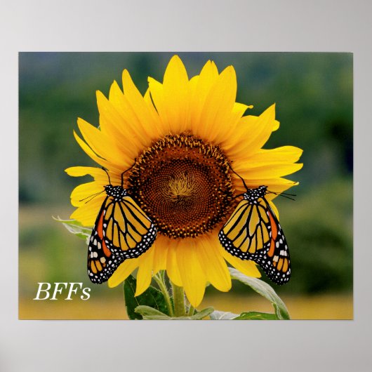 Monarch Butterfies on Sunflower Poster (Voorkant)