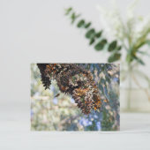 Monarch Butterflies Briefkaart (Staand voorkant)
