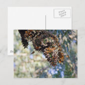 Monarch Butterflies Briefkaart (Voorkant / Achterkant)