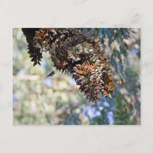 Monarch Butterflies Briefkaart