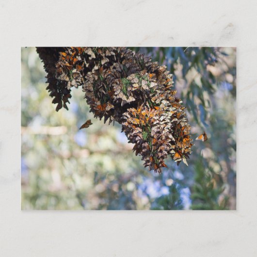 Monarch Butterflies Briefkaart (Voorkant)