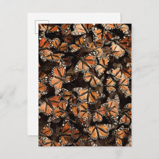 Monarch Butterflies Briefkaart (Voorkant / Achterkant)
