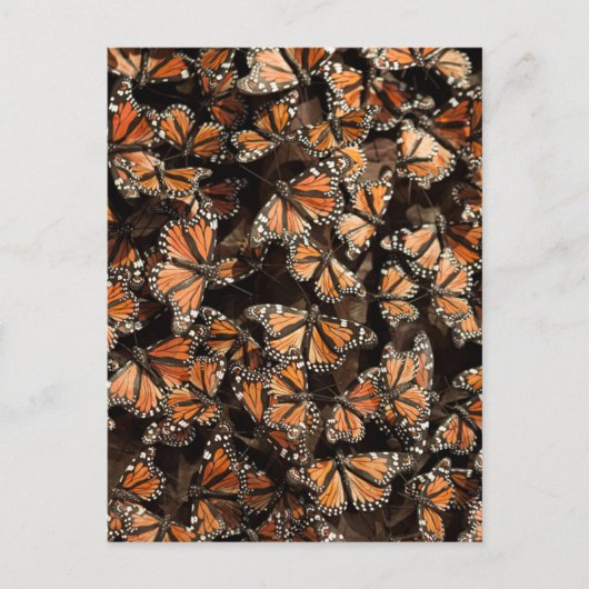 Monarch Butterflies Briefkaart (Voorkant)