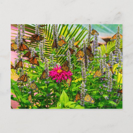 Monarch Butterflies Briefkaart (Voorkant)
