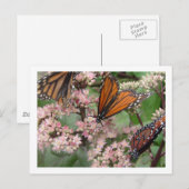 Monarch Butterflies Briefkaart (Voorkant / Achterkant)