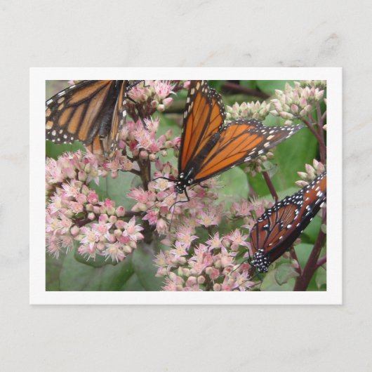 Monarch Butterflies Briefkaart (Voorkant)