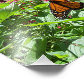 Monarch Butterflies Foto Afdruk (Hoek)