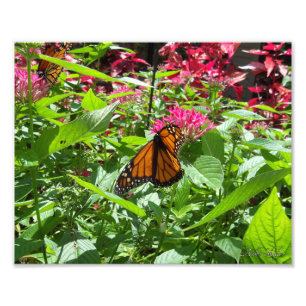 Monarch Butterflies Foto Afdruk