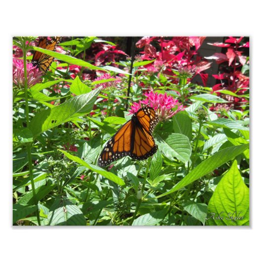 Monarch Butterflies Foto Afdruk (Voorkant)