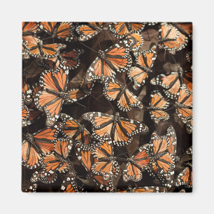Monarch Butterflies Magneet