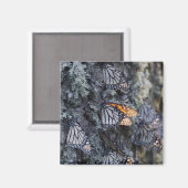 Monarch Butterflies op pijnbomen, Sierra Chincua 2 Magneet (Voorkant / Achterkant)