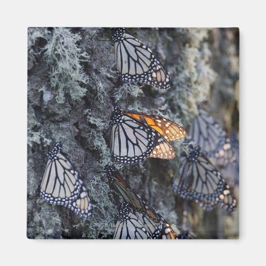 Monarch Butterflies op pijnbomen, Sierra Chincua 2 Magneet (Voorkant)
