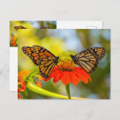 Monarch Butterflies op wilde bloemen Briefkaart (Voorkant / Achterkant)