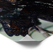 Monarch Butterflies Poster (Hoek)