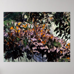 Monarch Butterflies Poster