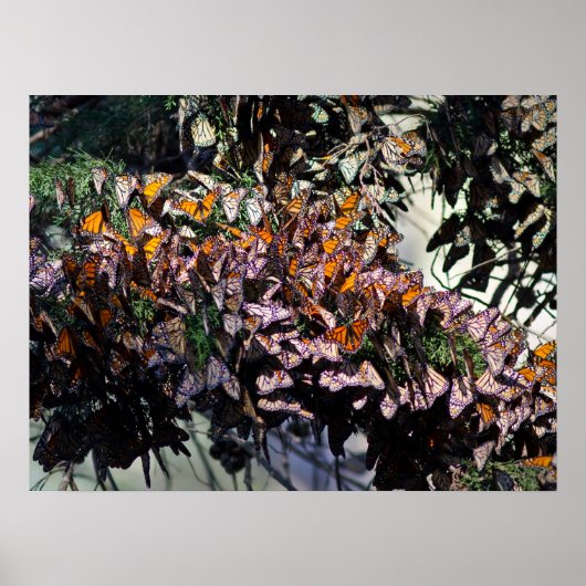 Monarch Butterflies Poster (Voorkant)