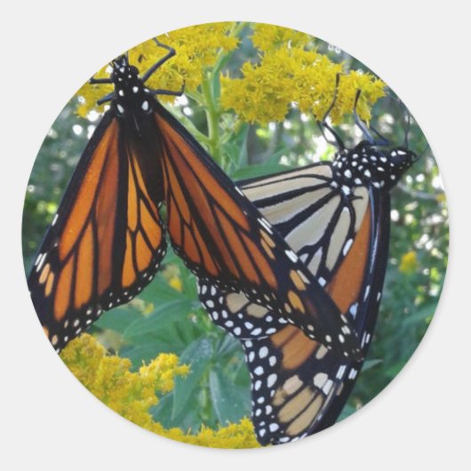Monarch Butterflies Ronde Sticker (Voorkant)